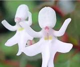 50PCS/Pack Impatiens Bequaertii Seeds Beautify Dancing Girl Orchid Flower Seeds
