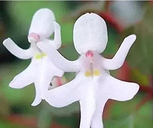 50PCS/Pack Impatiens Bequaertii Seeds Beautify Dancing Girl Orchid Flower Seeds