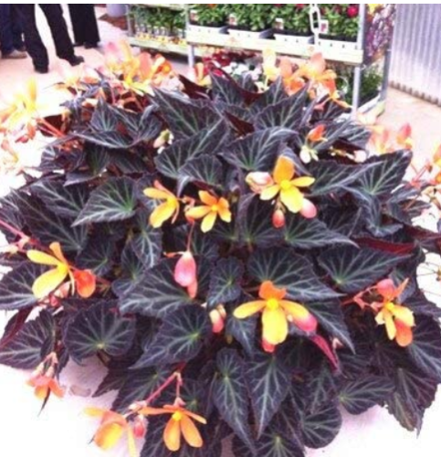 120 pcs/Bag Beautiful Begonia,Rare Begonia Bonsai Flower Flowers Potted Begonia Plants for Garden Balcony Coleus - (Color: 6)
