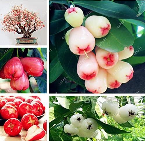 50PCS Wax Seeds Tropical Fruit Tree Seeds Planting Is Simple Novel Plants for Home Garden Sementes Raras de frutas