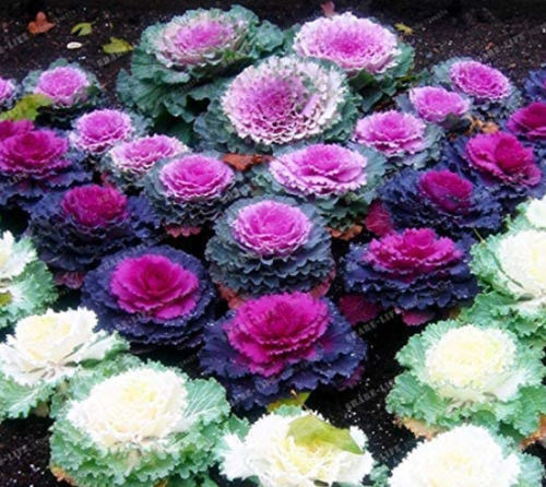 100 PCS Brassica Oleracea Heirloom Cabbage Flower Bonsai Kale Ornamental Plant, Red,White, Purple Color Garden Planting - (Color: Mix)
