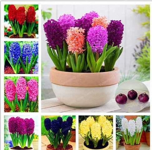 Color Mixing Hyacinth Easy Grow, Bonsai Plant for Home Garden(Not Hyacinth Seeds)1 Pcs