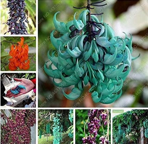 5PCS Mucuna Pruriens Black Jade Vine Seeds, very beautiful woody climbing perennial flowers