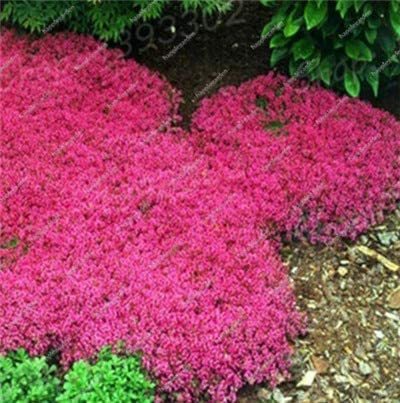300Pcs/Bag Creeping Thyme Bonsai,Rare Color Rock CRESS Plant Perennial Ground Cover Flower Natural Growth Plants for Home Garden - (Color: 3)
