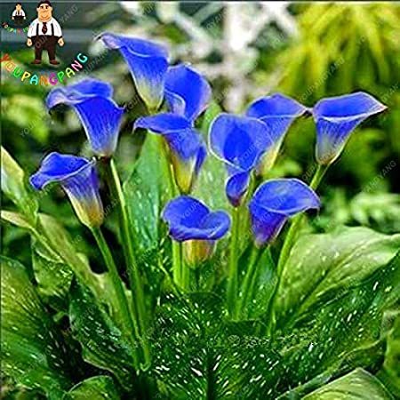 100Pcs Calla Flower Plants Rare Bonsai Calla Lily Flower Planting (Not Calla Bulbs),Natural Growth for Home Garden - (Color: Deep Blue)