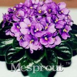 100pcs Beautiful Plant Bonsai Flower Bonsai African Red Purple Mini Blue Violet Bonsai Rare Jardin Houseplants Bonsai