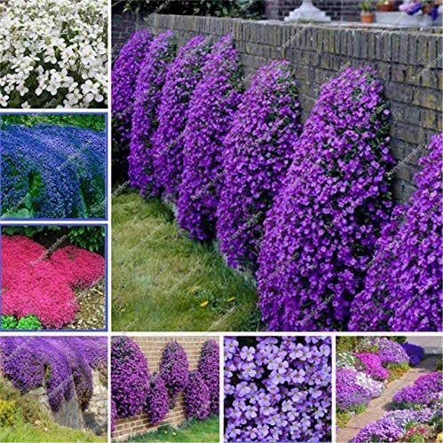 300Pcs/Bag Creeping Thyme Bonsai,Rare Color Rock CRESS Plant Perennial Ground Cover Flower Natural Growth Plants for Home Garden - (Color: Mix)