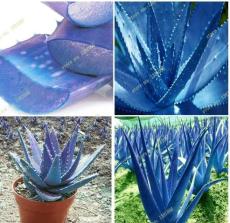 New Blue Aloe Seeds Rare Courtyard Balcony Potted Plants Herbs Easily Grown Plants