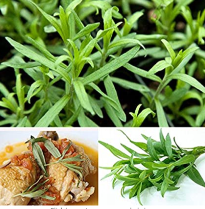 10PCS Tarragon Seed Artemisia dracunculus Seed