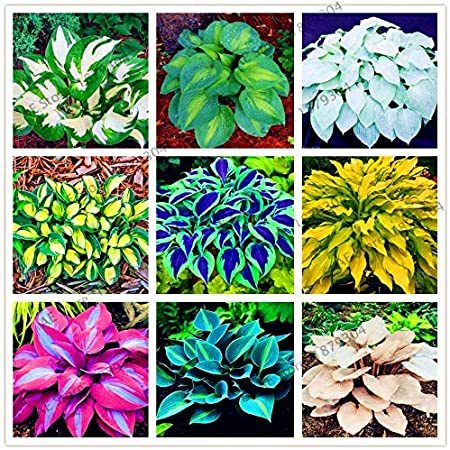 200pcs/bag Hosta Bonsai Perennials Plantain Rare Lily Flower White Lace Home Pot Garden Ground Cover Plant Flores - (Color: Mix)