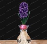 Hyacinth Bulb 1 piece