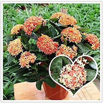 Hot Sale 100 Colorful Ixora Chinensis Bonsai Plant Flower Bonsai Perennial Bougainvillea Bonsai Beautiful Your Garden Potted