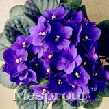 100pcs Beautiful Plant Bonsai Flower Bonsai African Red Purple Mini Blue Violet Bonsai Rare Jardin Houseplants Bonsai