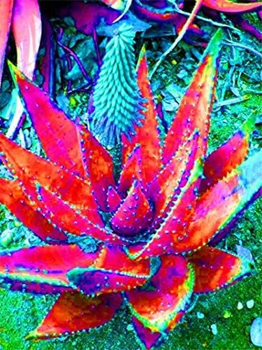 500 pcs Charming Aloe Mix Excellent Houseplants Succulent Aloe Vera Bonsai Beauty Edible Cosmetic Potted Garden Plants Planting - (Color: 15)