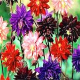100 pcs Mixed Aquilegia Double Bonsai, Aquilegia Columbine Flowers Garden 24 Color Beautiful Plants for Home Garden Planting