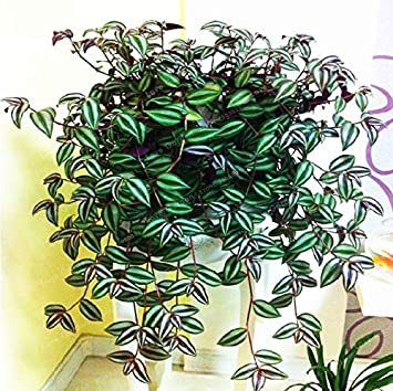 100 Pcs Zebrina pendula Schnizl Bonsai Garden Perennial Plants Rare Beautiful Grass Bonsai for Home Flower Pot Planters - (Color: 1)