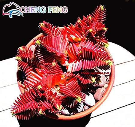 10pcs Crassula Capitella Thyrsiflora Red Pagoda Succulent Cactus Bonsai Jatropha Tree Herbs Plants Bonsai Mini Pot - (Color: Red)