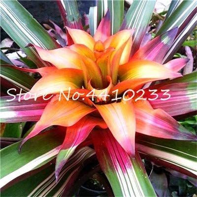 Best-Selling Rare Colorful Flower 100 Pcs Cactus Bromeliad Succulent Bonsai Courtyard Mini Plant Succulent Bonsai DIY Home Garde - (Color: p)