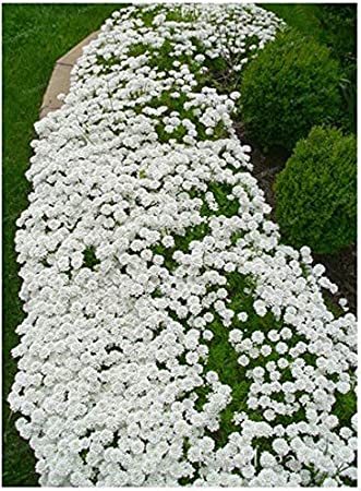 500 pcs Creeping Thyme Bonsai or Blue Rock CRESS Plant - Perennial Ground Cover Flower Flores,Natural Growth for Home Garden - (Color: 22)