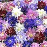 100 pcs Mixed Aquilegia Double Bonsai, Aquilegia Columbine Flowers Garden 24 Color Beautiful Plants for Home Garden Planting