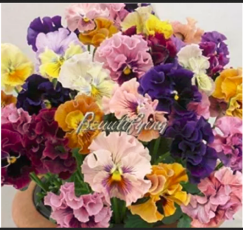 Mixed Color Rare Pansy Bonsai Wavy Viola Tricolor Flower Bonsai Bright Beautiful Folwer Mini Bonsai for Home Garden 500 Pcs