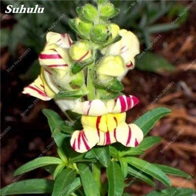 200 Pcs/Bag Multi-Color Antirrhinum Majus Bonsai,Common Snapdragon Perennial Flower Potted Four Season Plant for Home Garden - (Color: 2)