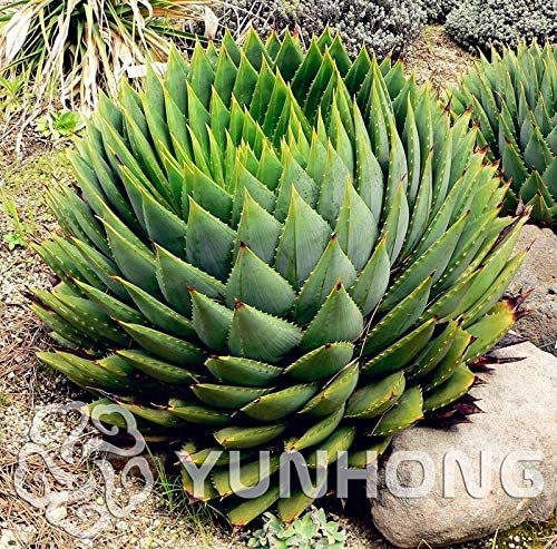 Rare Spiral New Plant Succulents Bonsai, MESA Aloe polyphylla Rotation Aloe Vera Queen Plant, 100pcs/bag