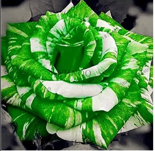 50PCS Holland Candy Stripe Rose Seeds Bonsai Lover Gift Green White