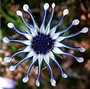 100PCS African Blue Eyed Daisy Plant Easy Grow Osteospermum bonsais Cape Mix Flower Heirloom Organic Bonsai Home - (Color: mix-100)
