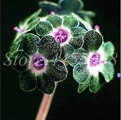 100pcs/Bag Europe Mix Colors Primula Acaulis Bonsai Potted Plant Primrose Rare Flower For Garden