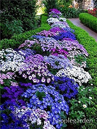 500 pcs Creeping Thyme Bonsai or Blue Rock CRESS Plant - Perennial Ground Cover Flower Flores,Natural Growth for Home Garden - (Color: 23)