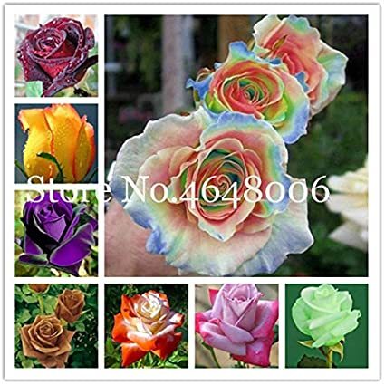 100 Pcs Rose Bonsai,Rare Color,Rich Aroma, Rare Exotic Chinese Rosa DIY Home Garden Rose Plant Crazy Promotion