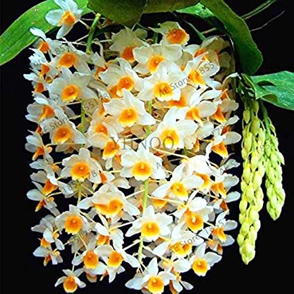 100Pcs/pack, Dendrobium Orchid Flower Bonsai,Ornamental Plant, Mini Potted,Mixed Colors - (Color: 8)