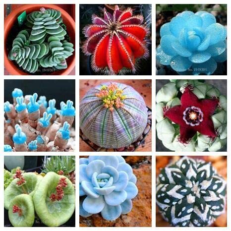 100pcs Rare Succulent Planter Garden Decoration Lithops Seed Garden Flower - (Color: Mix)