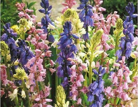 100 Spanish Bluebells Mixture Wood Hyacinth Mix Hyacinthoides Hispanica Wood Hyacinths Flower Bonsai Garden Plants