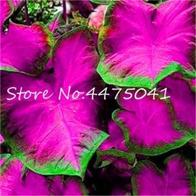 150 Pcs Multiple Colour Thailand Caladium Bonsai of Perennial Rainbow Flower Garden Potted Plant Caladium DIY Home Garden Plant - (Color: 3)