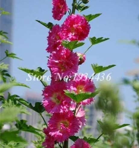 200 Pcs Miniature Hollyhock Flower Bonsai Plant DIY Home Garden Beautifying Decoration Alcea Rosea Gorgeous Cut Flowers