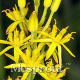 100 Mixed Angels Yellow Asphodel Bonsai,Yellow Asphodel Beautiful, Rare,Easy Growing DIY Home Garden Flower