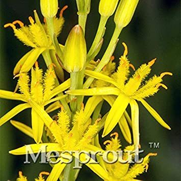 100 Mixed Angels Yellow Asphodel Bonsai,Yellow Asphodel Beautiful, Rare,Easy Growing DIY Home Garden Flower