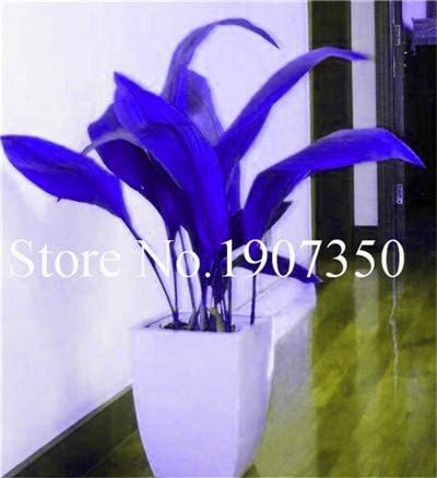 100 pcs Coloful Hosta Plants Perennials Lily Flower Full Shade Hosta Flower, Grass Bonsai, Ornamental Plants for Home Garden - (Color: 4)