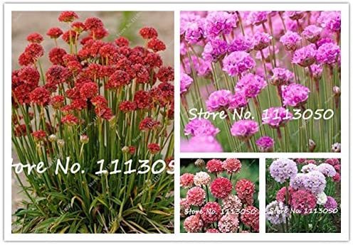 50 Pcs/Lot Armeria Maritima Bonsai Thrift, Mix Colors Seagrass Easy to Grow for Home Garden Planting - (Color: Mixed)