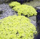 Rainbow Creeping Thyme Plants Blue Rock CRESS Plants - Perennial Ground Cover Flower,Natural Growth for Home Garden 200 Pcs/Bag
