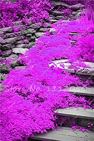 Unknown Rainbow Creeping Thyme Plants Blue Rock CRESS Plants - Perennial  Ground Cover Flower ,Natural Growth for Home Garden 200 PcsBag - (Color:  Mixed) 