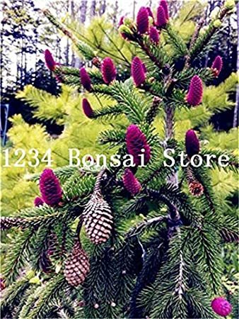 100Pcs Rare Korean Fir,Abies Koreana Bonsai Tree Ornamental Bonsai Flower Plant DIY Home Garden Purify The Air - (Color: 9)