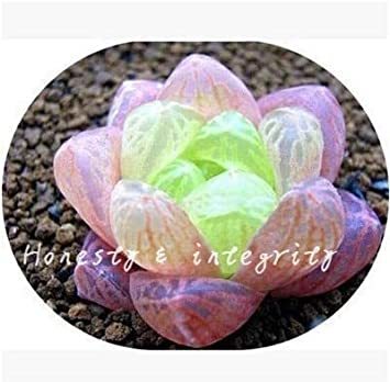 100 Pcs Rainbow YuLu Bonsai, Potted Succulents Fleshy Shining Green Plants Haworthia Cooperi Yulu Flower Bonsai Lithops Pseudotr - (Color: 11)