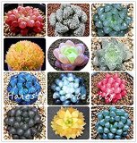 100 Pcs Rainbow YuLu Bonsai, Potted Succulents Fleshy Shining Green Plants Haworthia Cooperi Yulu Flower Bonsai Lithops Pseudotr - (Color: Mix)