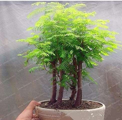 50 Pcs/Pack Dawn Redwood Bonsai Tree Grove Metasequoia Glyptostroboides Bonsai Plant DIY Home Gardening Easy to Grow