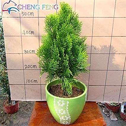 50pcs Cypress Trees Platycladus Orientalis Oriental Arborvitae Plants Conifer Bonsai DIY Home Garden Mini-Bonsai-TRE - (Color: Multi-Colored)