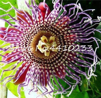 20 Pcs Seed Passion Flower,Passiflora Incarnata Certified Pure Live,Tropical Flower True Native Potted Plant for Home Garden - (Color: p)