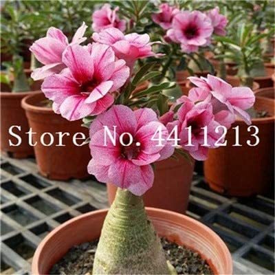 Genuine Desert Rose Bonsai 1 pcs Adenium Obesum Flower Bonsai Plant Air Purification Home Garden Potted Flower